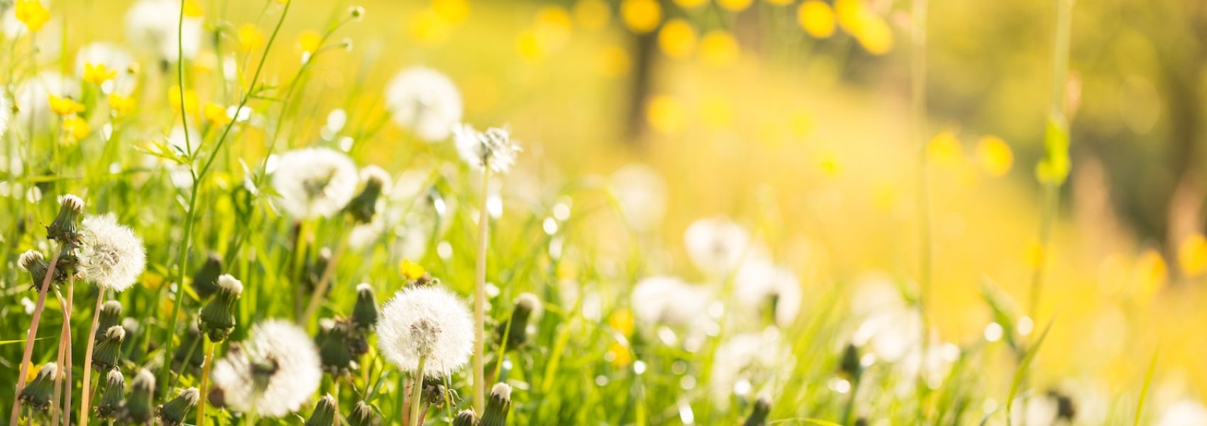 Photo by Uwe Conrad dandelion flower field